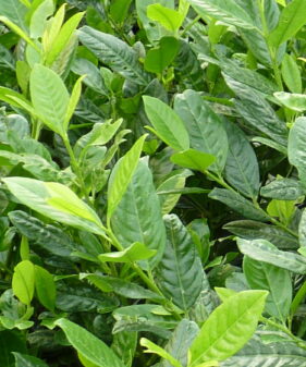 Kirschlorbeer Diana (Prunus laurocerasus ‚Diana‘), topfgewachsen