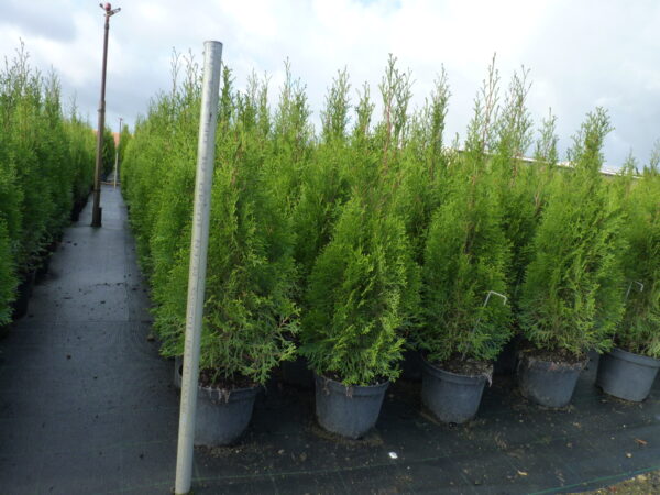 Säulen-Lebensbaum (Thuja occidentalis Columna), topfgewachsen