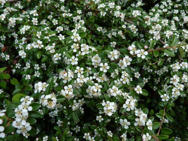 Zwergmispel ‘Coral beauty’ (Cotoneaster dammeri ‘Coral beauty’), 30-40 cm groß