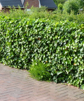 Zaunbegrünung mit Irischem Efeu Hibernica Irischer Efeu (Hedera helix Hibernica), topfgewachsen