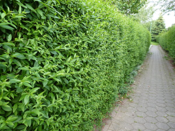 Heckenliguster (Ligustrum vulgare Atrovirens)