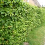 Hainbuchenhecke im Sommer