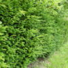 Eibe (Taxus baccata), immergrüne Heckenpflanze - 125-bis-150 - 20l-topf-oder-ballen