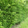 Eibe (Taxus baccata), immergrüne Heckenpflanze als Ballenware - 120-bis-140