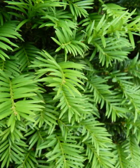 Taxus/Eibe