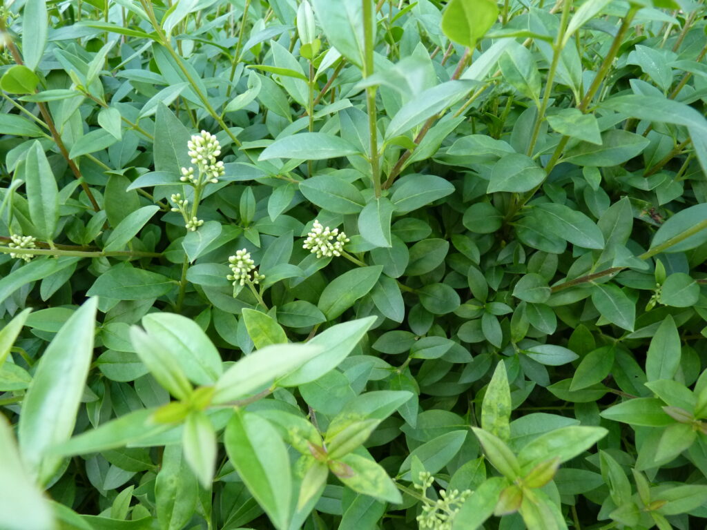mealy sage plant Buy Mealy-Cup Sage Phoenix, AZ | Salvia farinacea