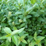 Heckenliguster (Ligustrum vulgare Atrovirens) - ca-1-liter - 30-bis-60