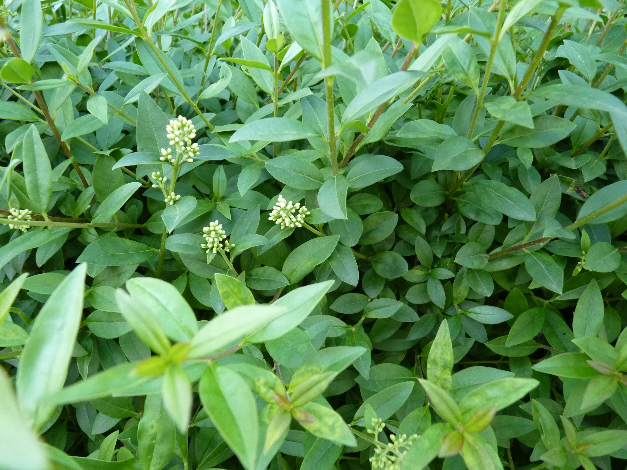 Bildergebnis für ligustrum vulgare