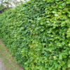 Rotbuche (Fagus sylvatica), topfgewachsen - 80-bis-100 - ca-3-liter