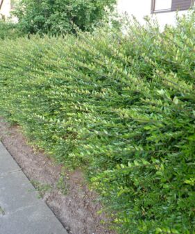 Hecke aus Lonicera Pileata Kriech-Heckenkirsche (Lonicera Pileata)