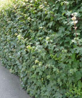 Feldahorn (Acer Campestre), Freilandware (Wurzelware)