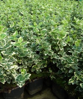 Euonymus Gaiety Weißbuntes Pfaffenhütchen  im Beet Weißbunte Kriechspindel (Euonymus fortunei ‚Emerald Gaiety‘)