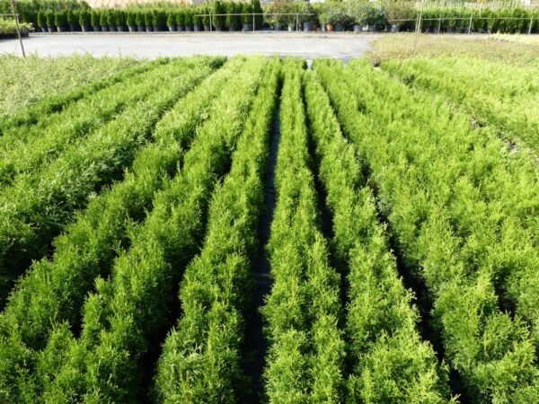 Bis zu 42% Rabatt Lebensbaum-Hecke Thuja Smaragd