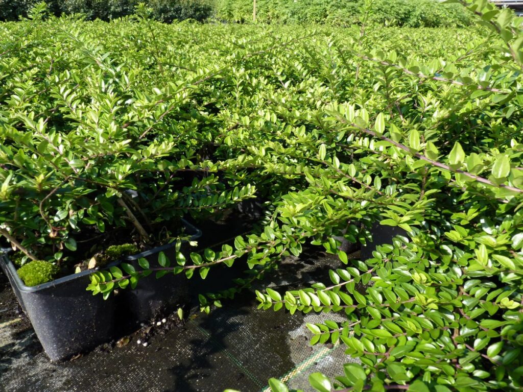 Heckenmyrte (Lonicera nitida 'Maigrün'), Bodendecker günstig kaufen