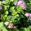 Rosa Zwergspiere (Spiraea japonica ‚Little Princess‘)