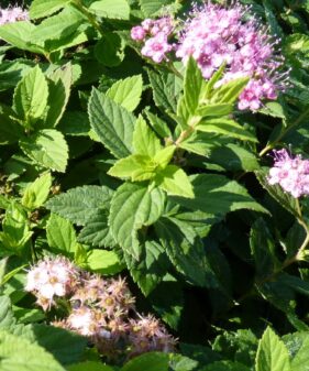Rosa Zwergspiere (Spiraea japonica ‚Little Princess‘)