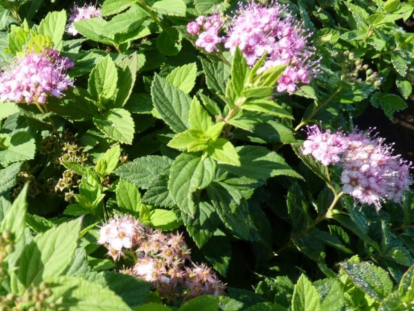 Rosa Zwergspiere (Spiraea japonica ‚Little Princess‘)