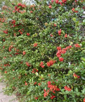 Roter Feuerdorn (Pyracantha coccinea ‚Red Column‘)