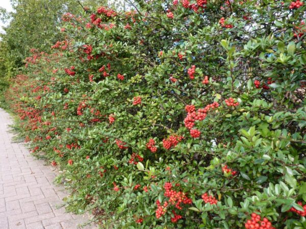 Roter Feuerdorn (Pyracantha coccinea ‚Red Column‘)