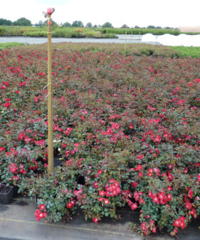 Rosa ‚The fairy red‘