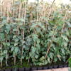 Elsbeere (Sorbus Torminalis L., Alzbeere), topfgewachsen - 125-bis-150 - ca-5-liter