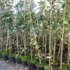 Elsbeere (Sorbus Torminalis L., Alzbeere), topfgewachsen - 150-bis-200 - ca-5-liter