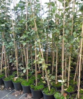 Elsbeere, 150-200 cm groß als Containerpflanze