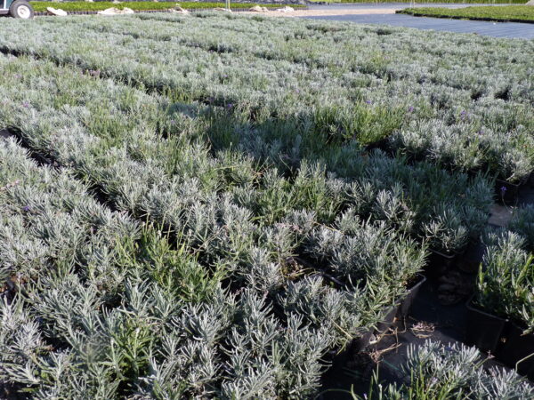 Lavendel ‚Hidcote Blue‘ (Lavandula angustifolia ‚Hidcote Blue‘)