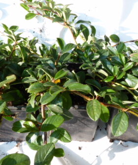 Zwergmispel Cotoneaster Radicans im P9 Topf Kriechmispel radicans (Cotoneaster dammeri ‚Radicans‘), topfgewachsen