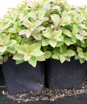 Rosa Zwergspiere (Spiraea japonica ‚Little Princess‘)