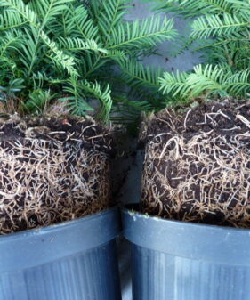 Eibe (Taxus baccata), Topf/Container, immergrüne Heckenpflanze