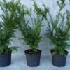 Eibe (Taxus baccata), immergrüne Heckenpflanze - 60-bis-80 - ca-3-5-liter