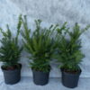 Eibe (Taxus baccata), immergrüne Heckenpflanze - 40-bis-60 - ca-3-liter
