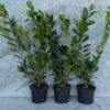 Kirschlorbeer Diana (Prunus laurocerasus 'Diana'), topfgewachsen - 60-bis-80