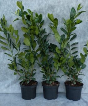 Kirschlorbeer Prunus laurocerasus ‚Diana‘ im Topf gewachsen Kirschlorbeer Diana (Prunus laurocerasus ‚Diana‘), topfgewachsen