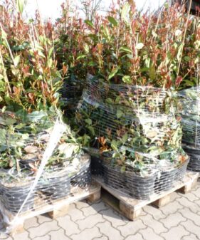Photinia Red Robin,  Rote Glanzmispel, fertig für den Versand Rote Glanzmispel (Photinia fraseri ‚Red Robin‘)