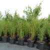 Super Jumbo-Bambus (Bambus Fargesia murielae Super Jumbo), topfgewachsen - 80-bis-100 - 5-7-5-liter