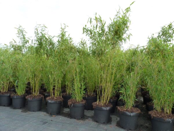 Super Jumbo-Bambus (Bambus Fargesia murielae Super Jumbo), topfgewachsen