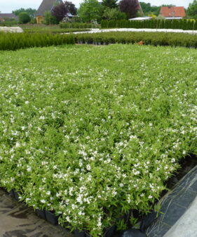 Maiblumenstrauch (Deutzia ‚gracilis‘), topfgewachsen