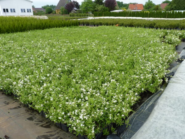 Maiblumenstrauch (Deutzia ‘gracilis’), topfgewachsen