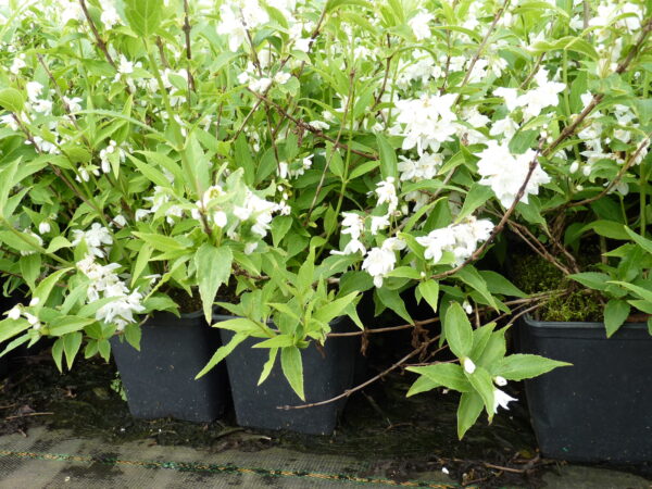 Maiblumenstrauch (Deutzia ‘gracilis’), topfgewachsen