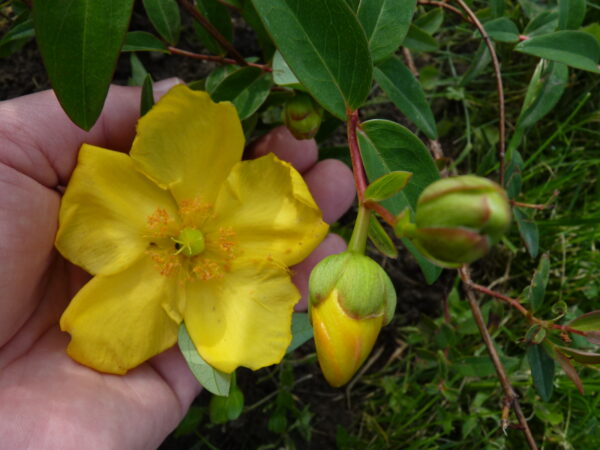 Großblumiges Johanniskraut ‚Gold‘ (Hypericum ‚Hidcote Gold‘), topfgewachsen