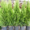 Smaragd Lebensbaum (Thuja occidentalis smaragd) - 100-bis-125 - ca-5-liter