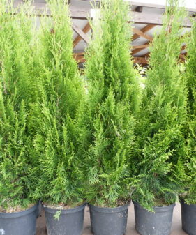 Thuja Smaragd – große kräftige Heckenpflanzen im Container Smaragd Lebensbaum (Thuja occidentalis smaragd)