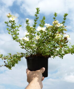 Weißer Fünffingerstrauch Potentilla Mandshurica, Pflanze im 0,5L Topf Weißer Fünffingerstrauch (Potentilla fruticosa ‚Mandshurica‘)