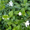 Kleines weißes Immergrün (Vinca Minor ‚alba‘)