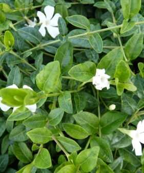 Kleines weißes Immergrün (Vinca Minor ‚alba‘)