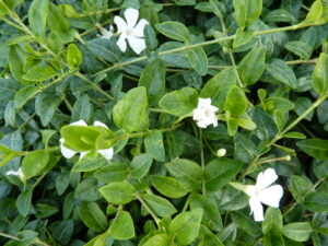 Kleines weißes Immergrün (Vinca Minor ‘alba’)