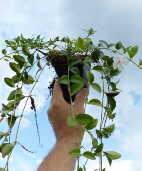 Kleines weißes Immergrün (Vinca Minor ‚alba‘)