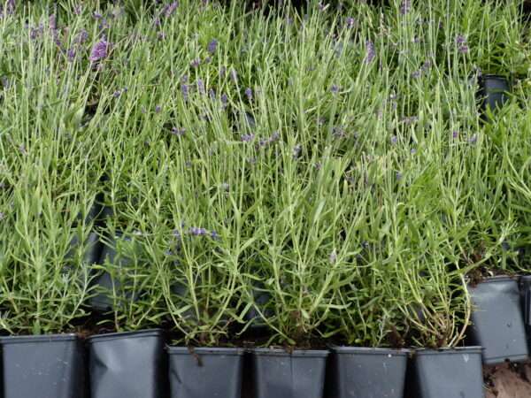 Lavendel ‘Hidcote Blue’ (Lavandula angustifolia ‘Hidcote Blue’)